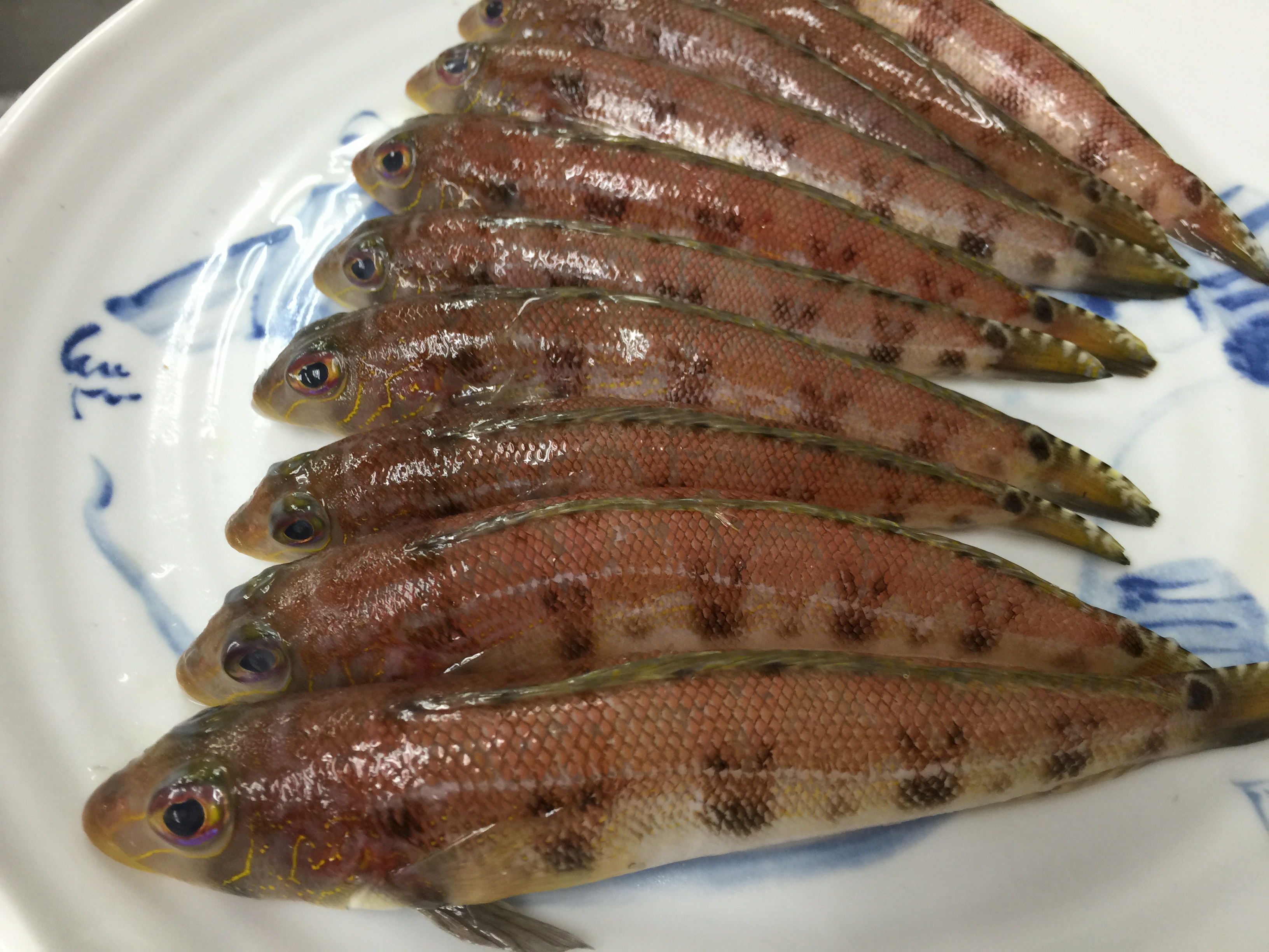 トラギス 魚之七寶 さかなのしちほう 七寶商會 世田谷目黒を中心とした上級鮮魚移動販売